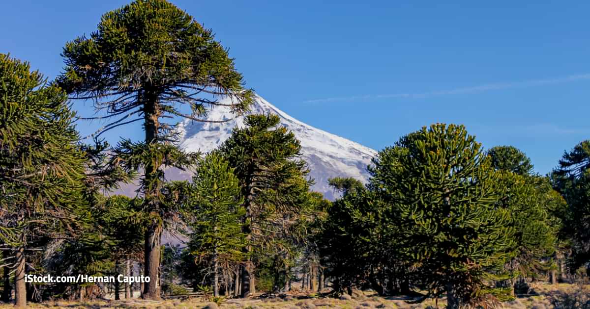 El clima del jueves 7 de agosto de 2025 para Temuco